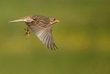 Corn Bunting  (Miliaria calandra)