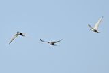 Whiskered Tern (Chlidonias hybridus)