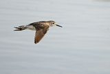 Wood Sandpiper  (Tringa glareola)
