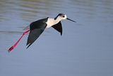 Black-winged Stilt (Himantopus himantopus) 