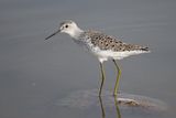 Marsh Sandpiper (Tringa stagnatilis)	