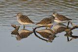 Marsh Sandpiper (Tringa stagnatilis)	