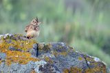 Crested Lark (Galerida cristata)