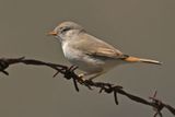 Asian Desert Warbler (Sylvia nana) 
