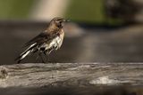 Eastern Black-eared Wheatear (Oenanthe melanoleuca)