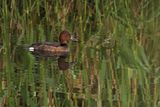 Ferruginous Duck (Aythya nyroca)	