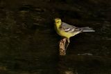 Citrine Wagtail (Motacilla citreola)	