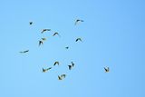 European Bee-eater (Merops apiaster)