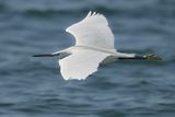 Little Egret (Egreta garzetta)