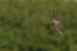 Alpine Swift (Tachymarptis melba) 