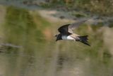 Alpine Swift (Tachymarptis melba) 