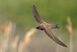 Alpine Swift (Tachymarptis melba) 