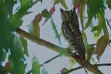 European Scops Owl (Otus scops)	