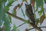 European Scops Owl (Otus scops)	