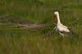 White Stork (Ciconia ciconia) 