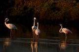 Flamingo  (Phoenicopterus roseus)