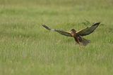 Western Marsh Harrier (Circus aeruginosus)