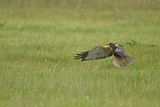 Western Marsh Harrier (Circus aeruginosus)