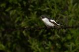 Pied Flycatcher (Ficedula hypoleuca)