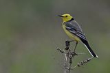 Citrine Wagtail (Motacilla citreola)	