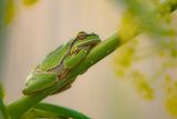 Eastern tree frog / Hyla orientalis