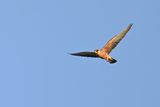 Red Footed Falcon (Falco vespertinus)