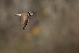 Little Ringed Plover (Charadrius dubius)