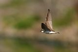 Little Ringed Plover (Charadrius dubius)