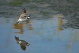 Little Ringed Plover (Charadrius dubius)