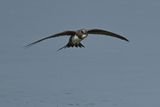 Alpine Swift (Tachymarptis melba) 
