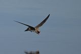 Alpine Swift (Tachymarptis melba) 
