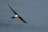 Alpine Swift (Tachymarptis melba) 