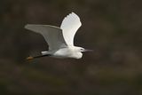 Little Egret (Egreta garzetta)