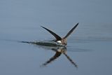 Alpine Swift (Tachymarptis melba) 
