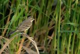 Yellow Wagtail (Motacilla - flava)