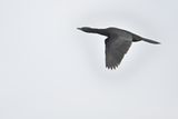Pygmy Cormorant (Microcarbo pygmaeus)	