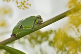 Eastern tree frog / Hyla orientalis