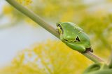Eastern tree frog / Hyla orientalis