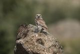Little Owl (Athene noctua)