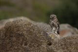 Little Owl (Athene noctua)