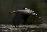 Black Stork  (Ciconia nigra)