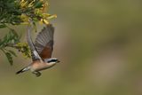 Red-backed Shrike (Lanius collurio)