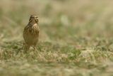 Richards pipit (Anthus richardi) 