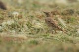 Richards pipit (Anthus richardi) 