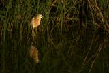 Squacco Heron (Ardeola ralloides)
