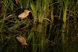 Little Bittern (Botaurus minutus) 