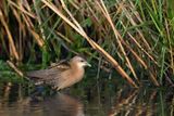 Little Crake (Zapornia parva)	