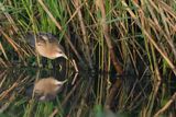 Little Crake (Zapornia parva)	