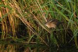 Little Crake (Zapornia parva)	
