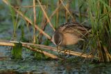 Little Crake (Zapornia parva)	